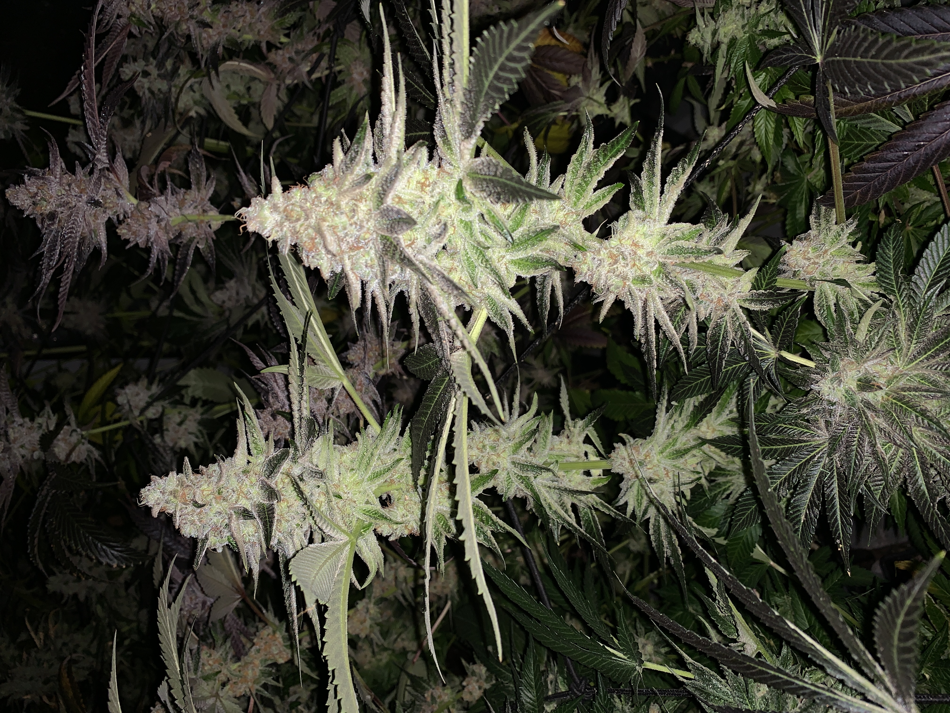 Mandarine Moses — gallery photo 1