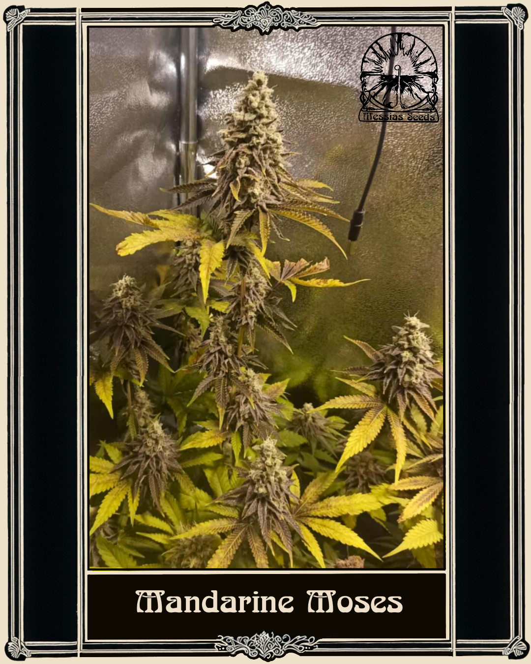 Mandarine Moses — gallery photo 2